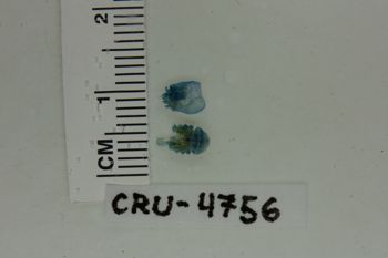 Media type: image;   Invertebrate Zoology CRU-4756 Description: Preserved specimen.;